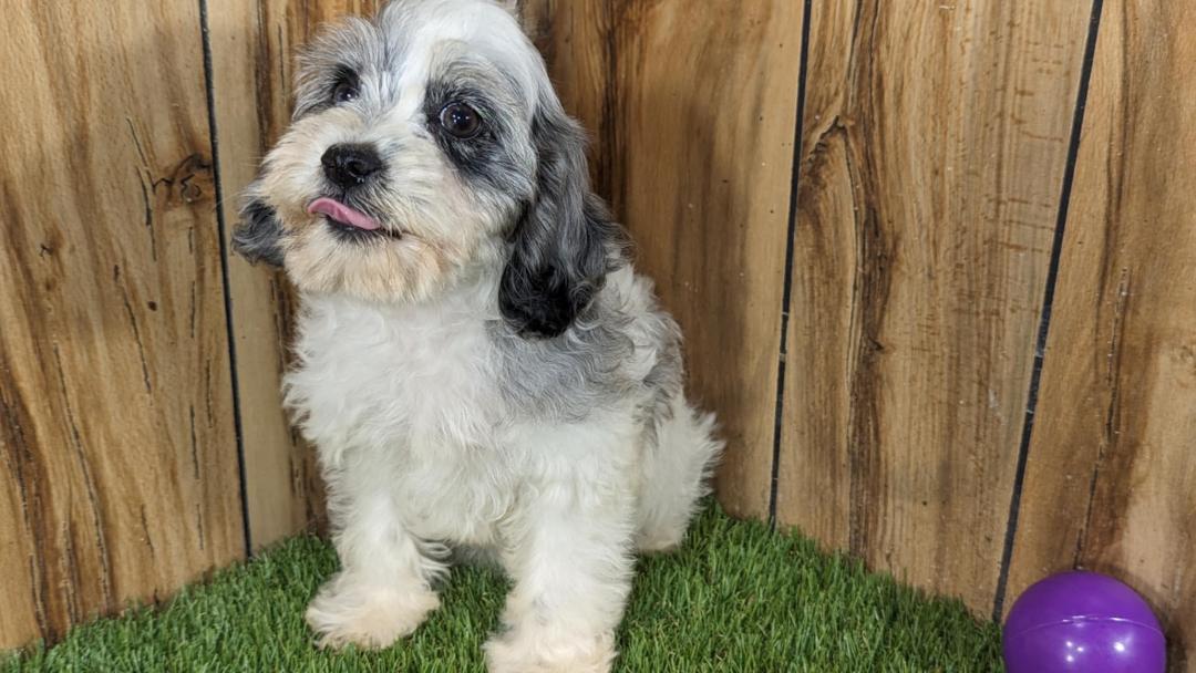 puppy, for, sale, Cavapoo, Randy  Swartzentruber, dog, breeder, Half Way, MO, dog-breeder, puppy-for-sale, forsale, nearby, find, puppyfind, locator, puppylocator, aca